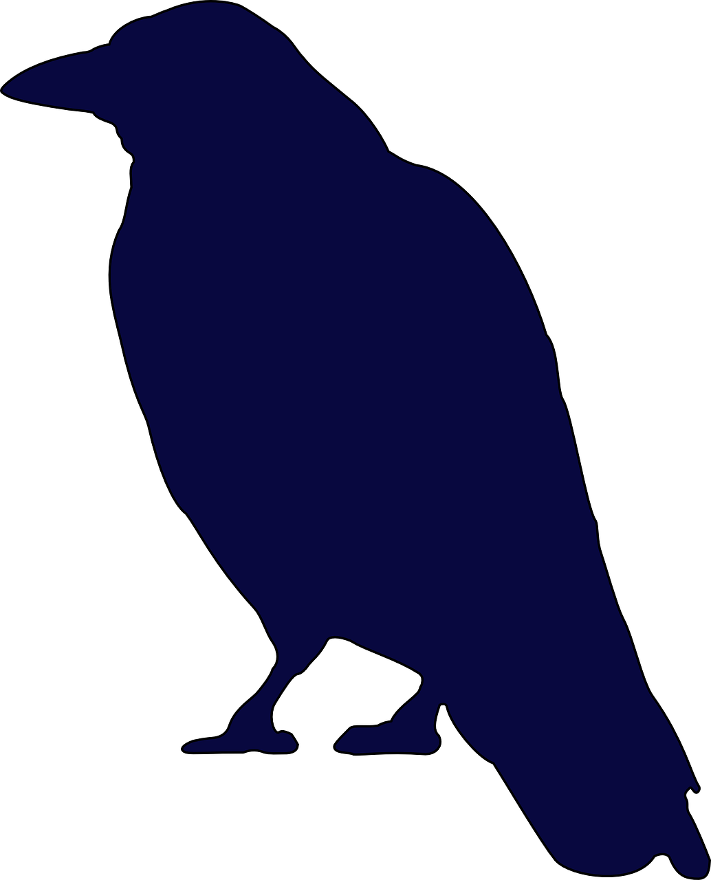 crow bird raven free photo