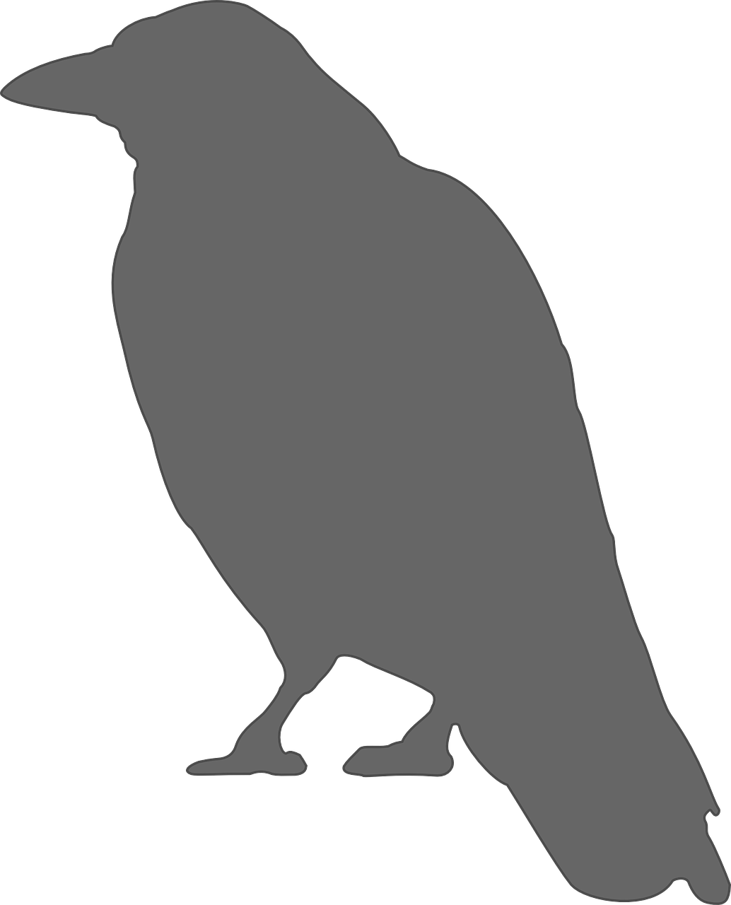 crow bird grey free photo