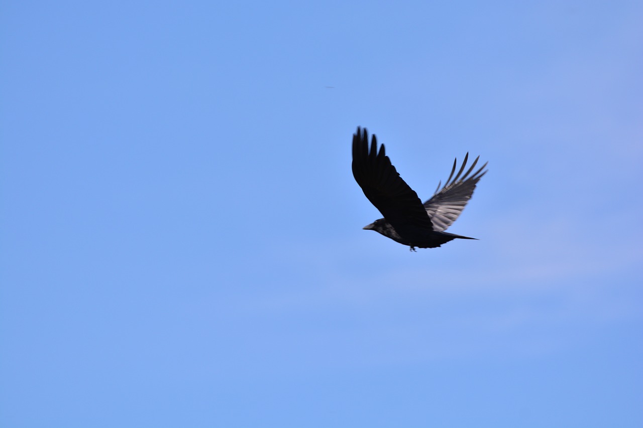 crow raven bird jackdaw free photo