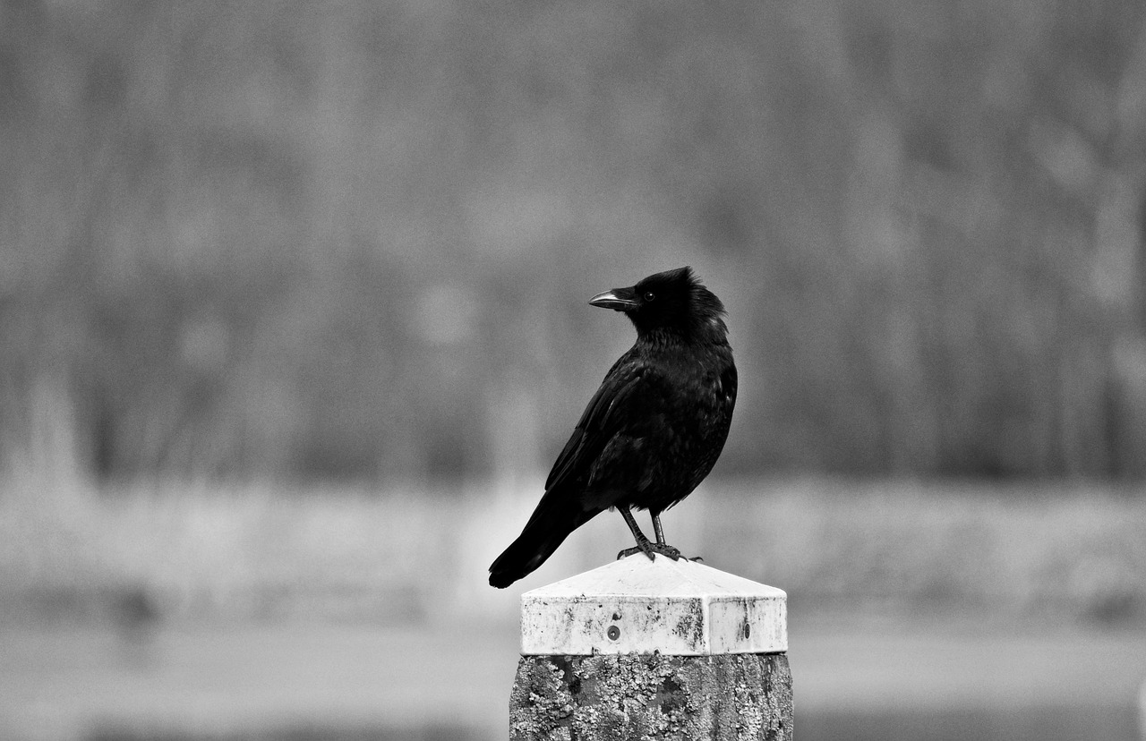 crow bird corvus free photo