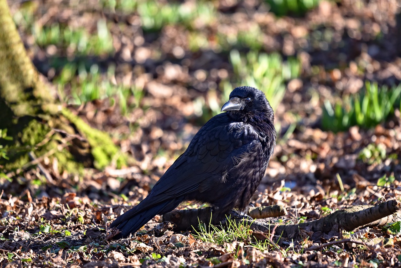 crow bird corvus free photo