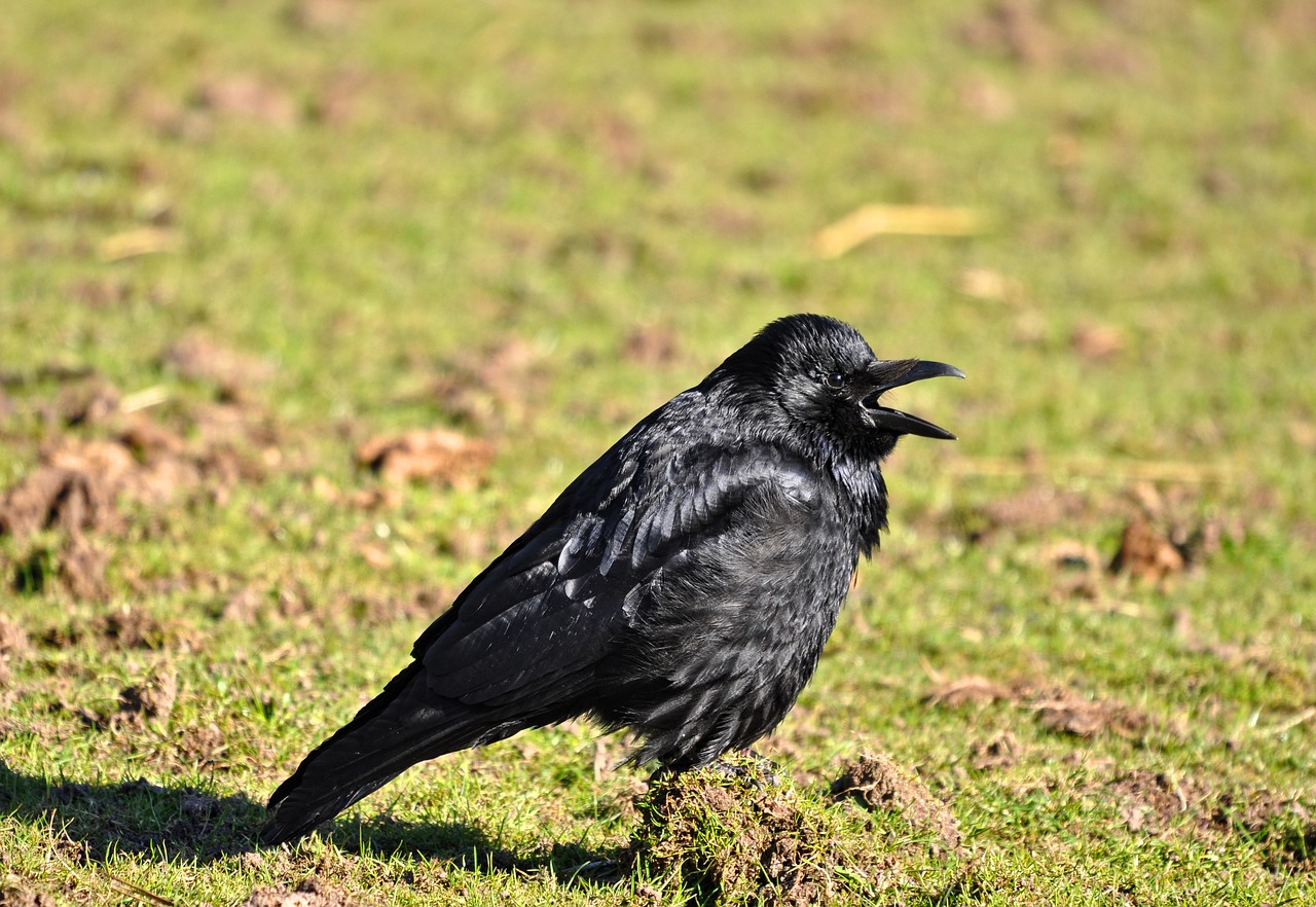 crow bird animal free photo