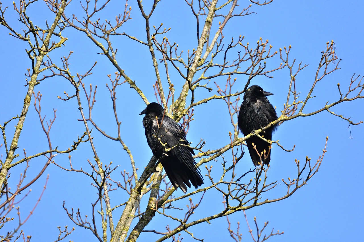 crow bird animal free photo