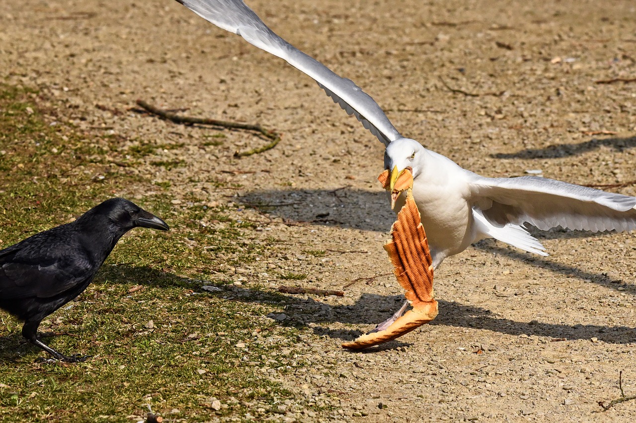 crow seagull bird free photo