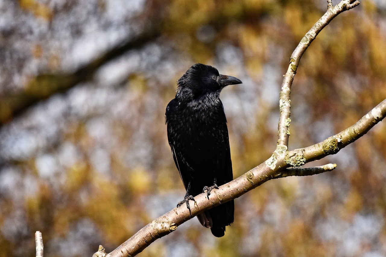 crow bird animal free photo
