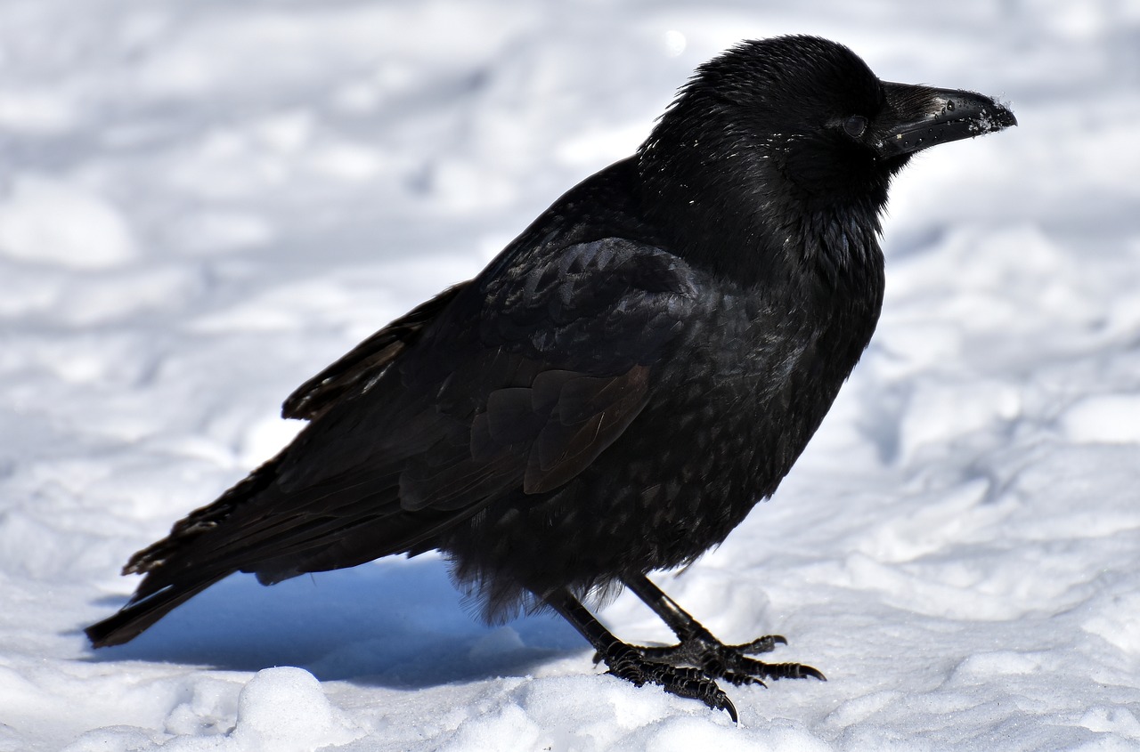 crow animal common raven free photo