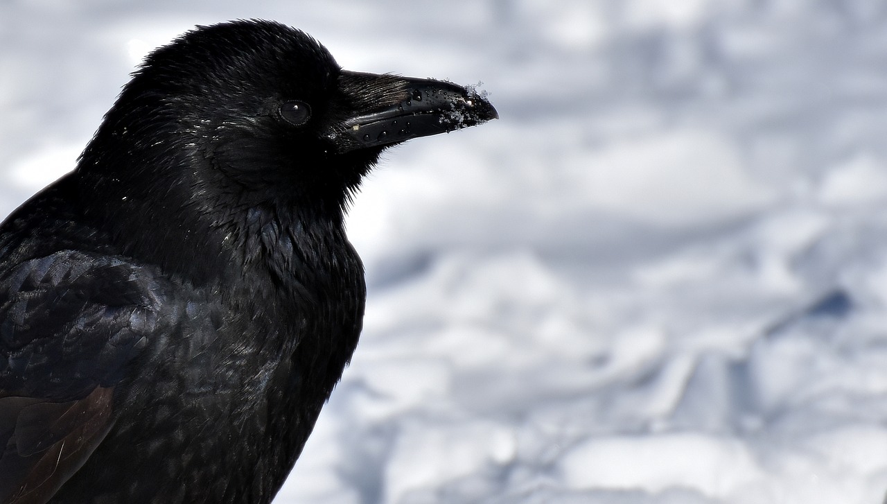 crow animal common raven free photo