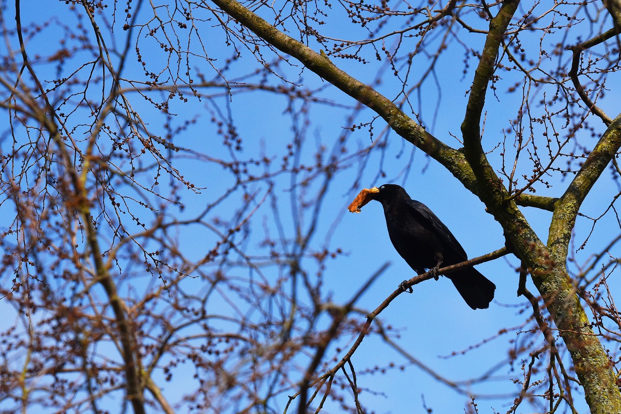 crow  bird  animal free photo