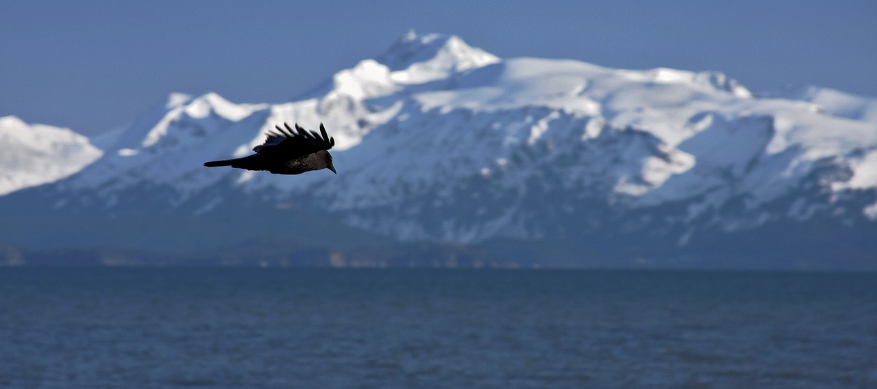 crow  snow  nature free photo