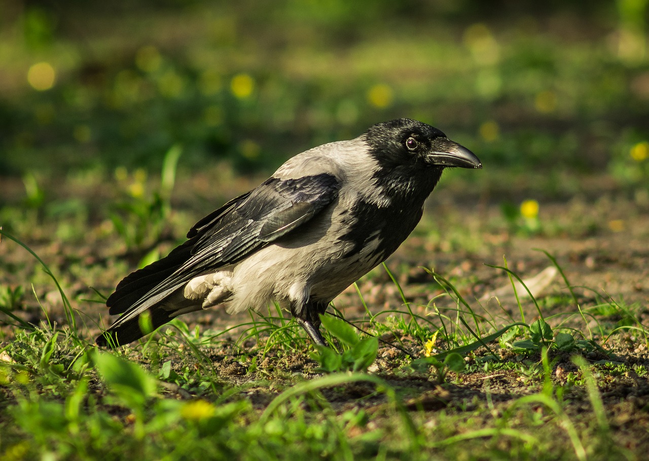 crow  krukowate  bird of prey free photo