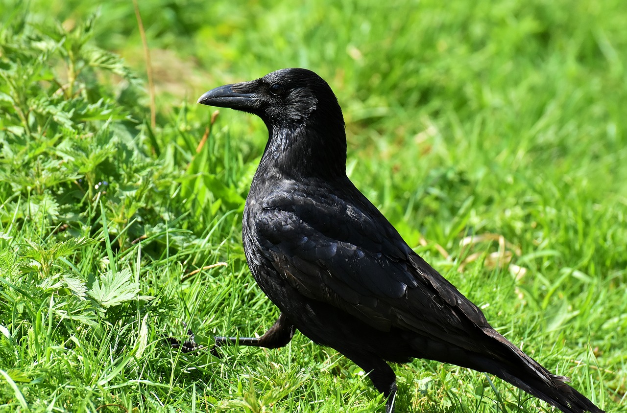 crow  raven bird  raven free photo