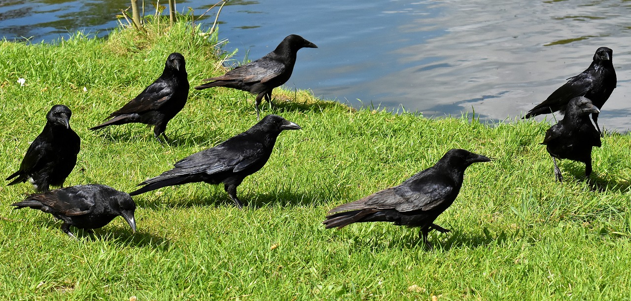crow  raven bird  raven free photo