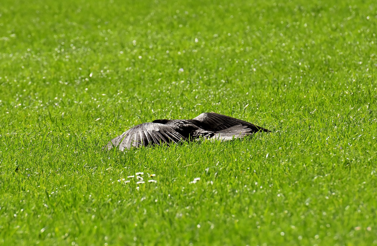 crow  sun  rest free photo