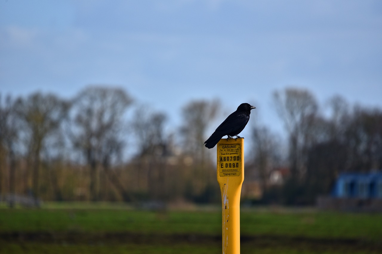 crow  bird  corvus free photo