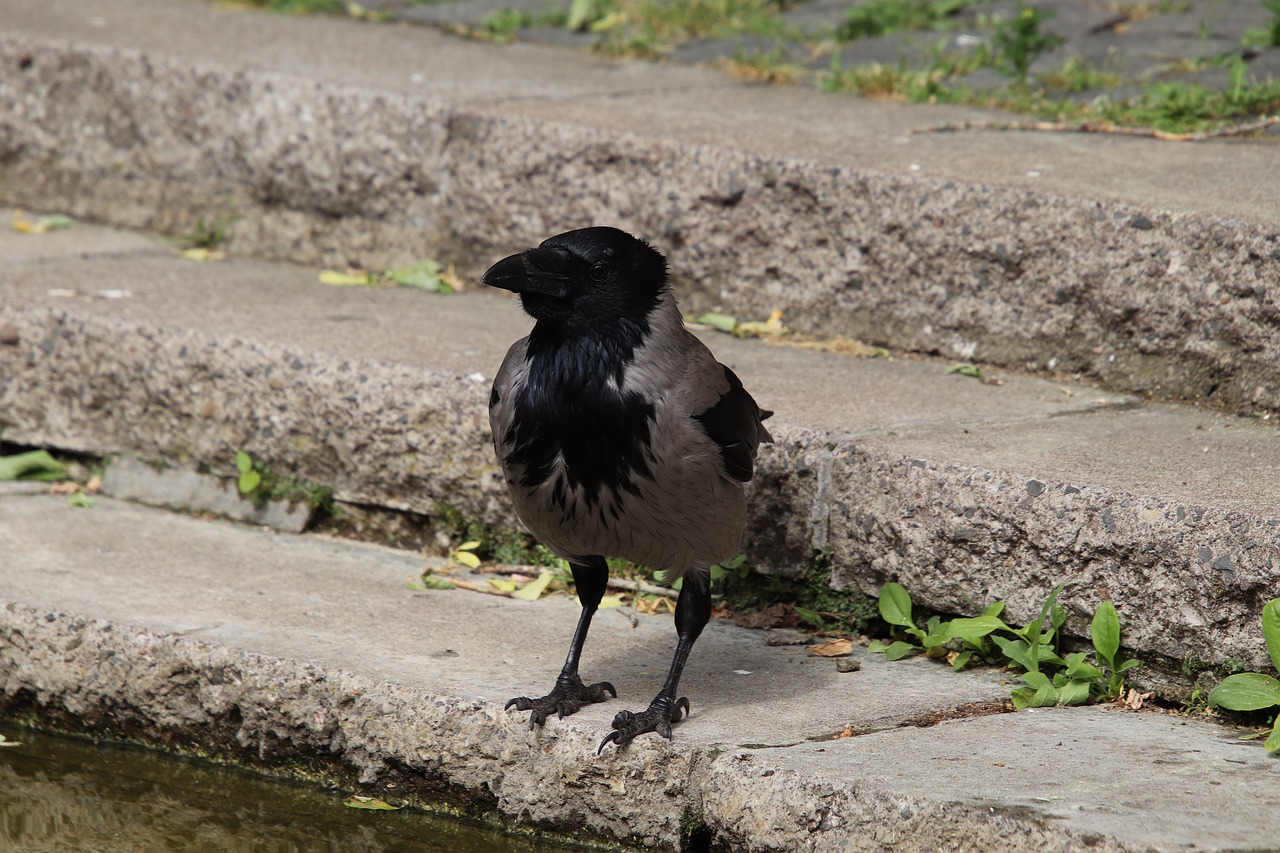 crow  raven  bird free photo