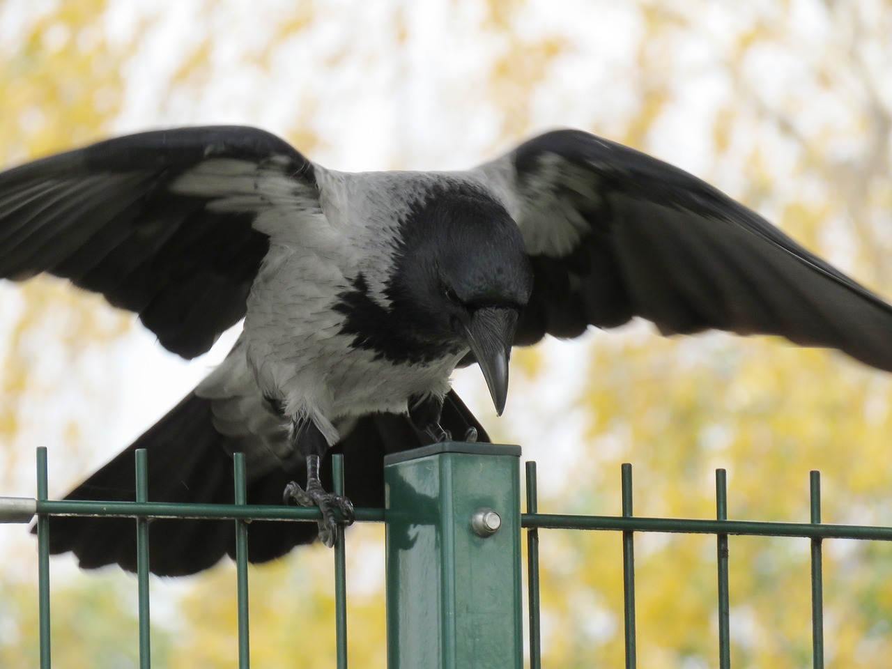 crow  raven  raven bird free photo
