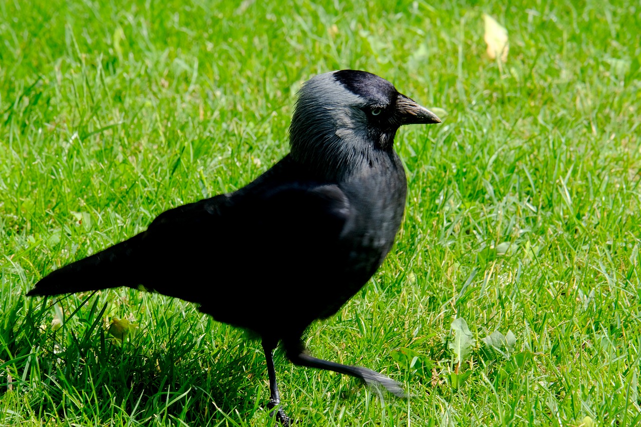 crow  bird  raven bird free photo