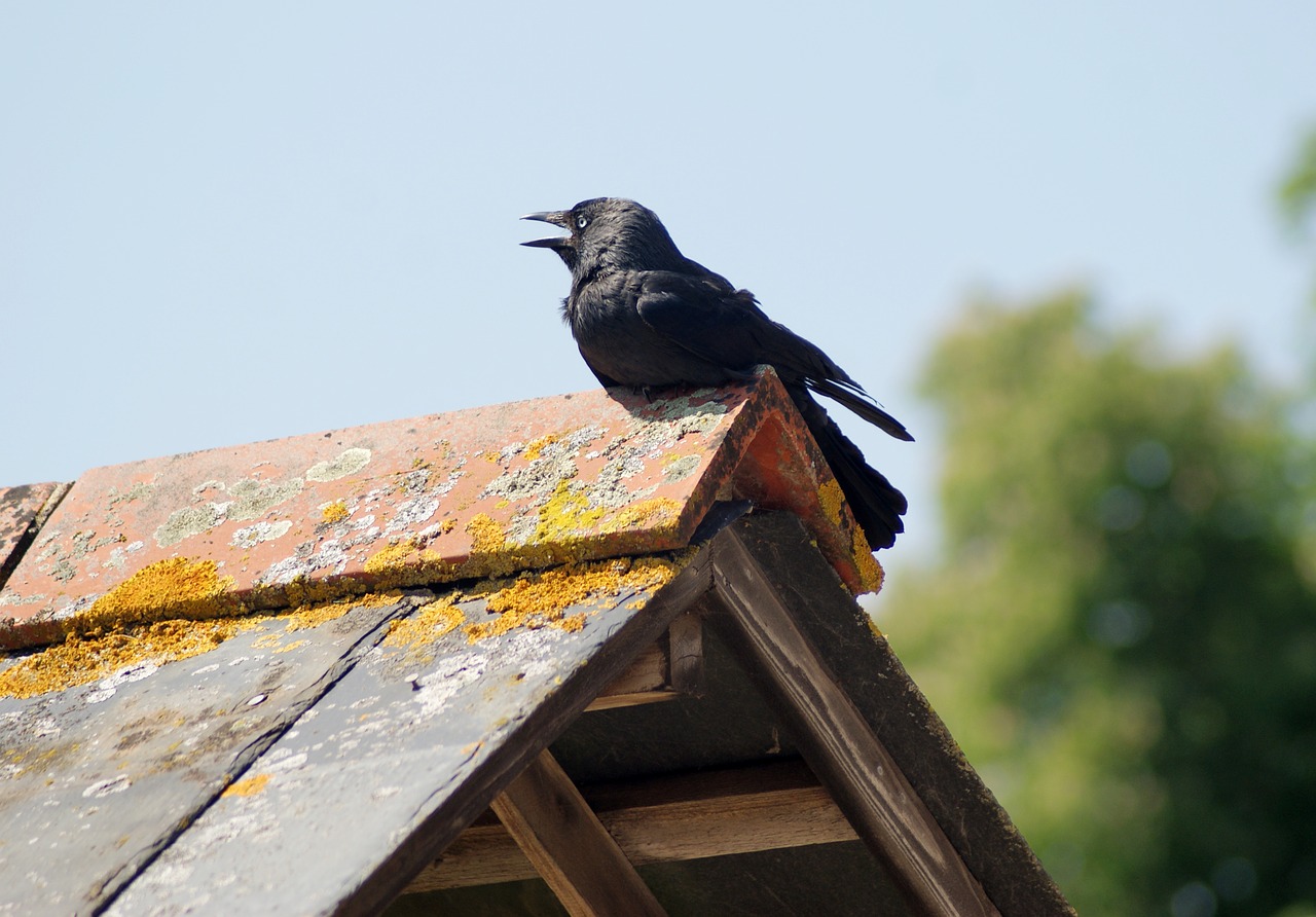 crow  perched  bird free photo