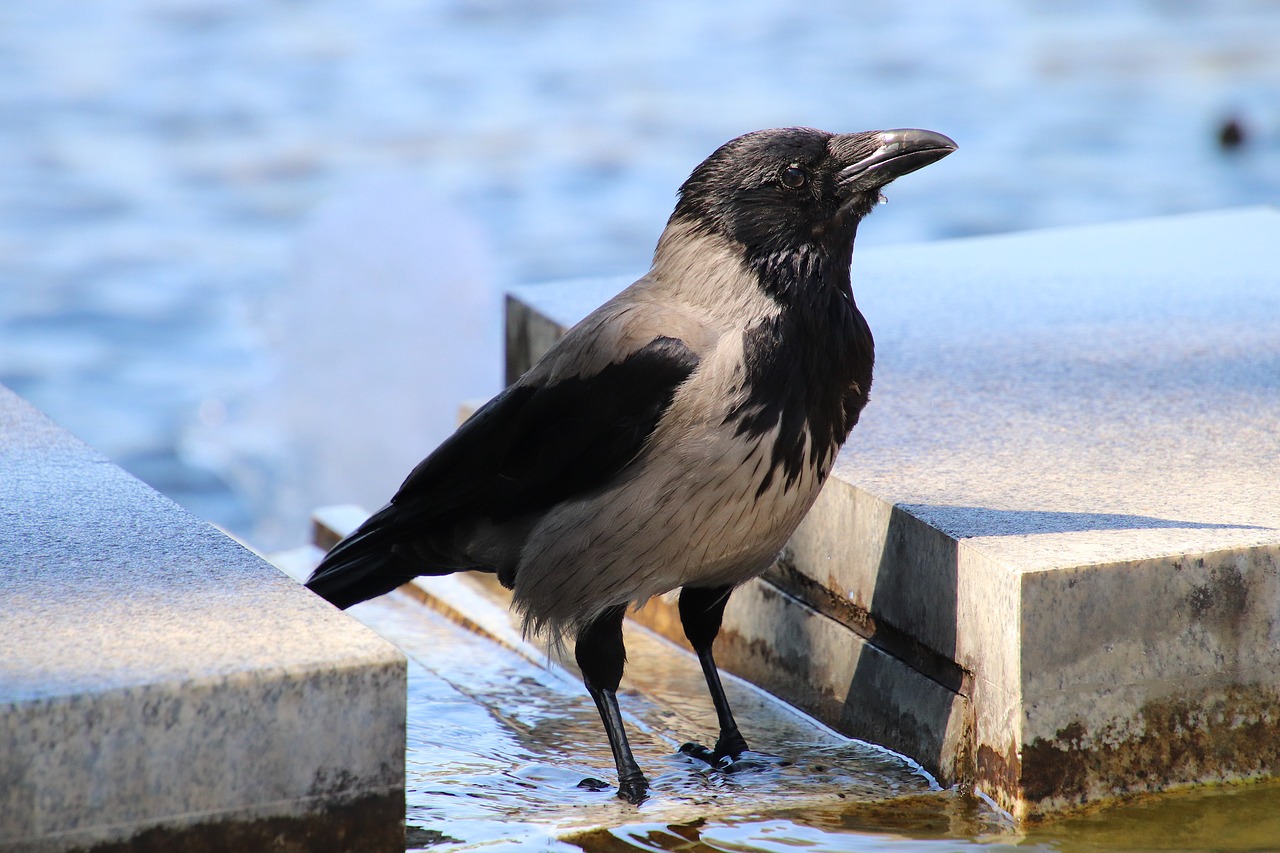 crow  water  animal free photo