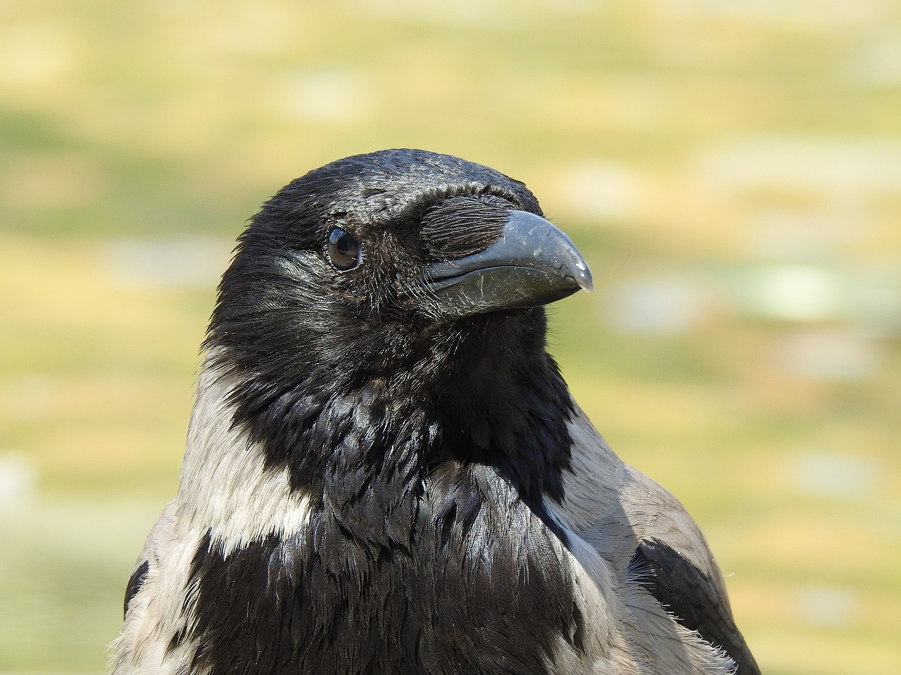 crow  head  bill free photo