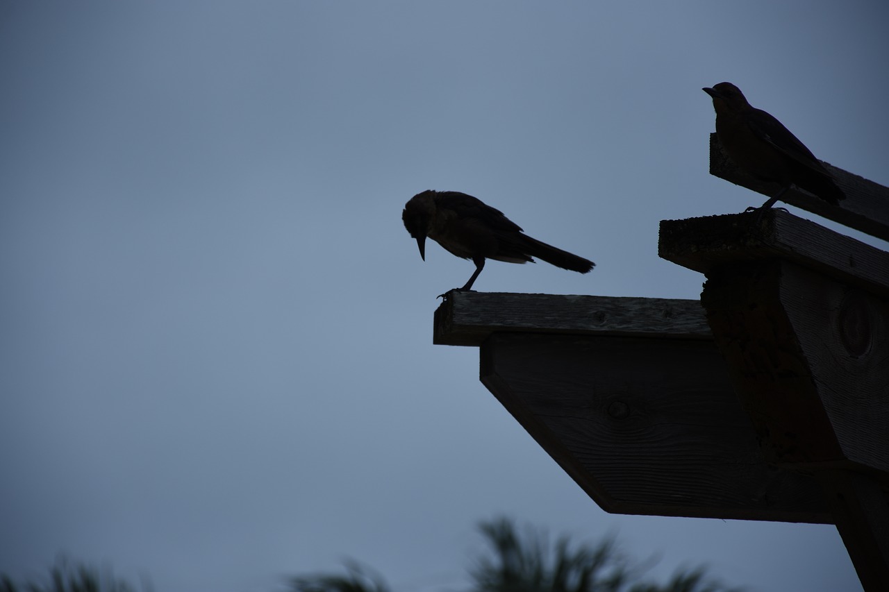 crow  bird  wildlife free photo