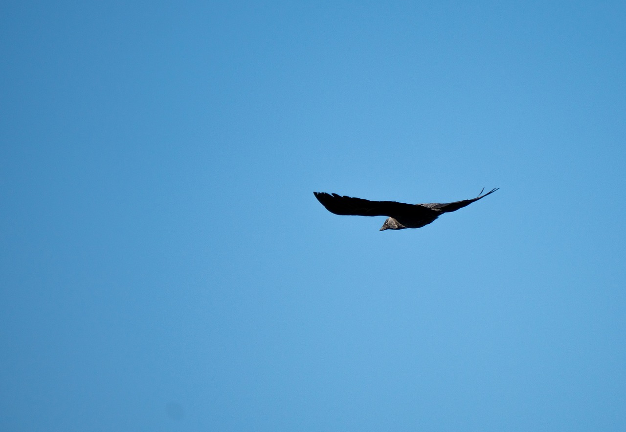 crow  black crow  bird free photo