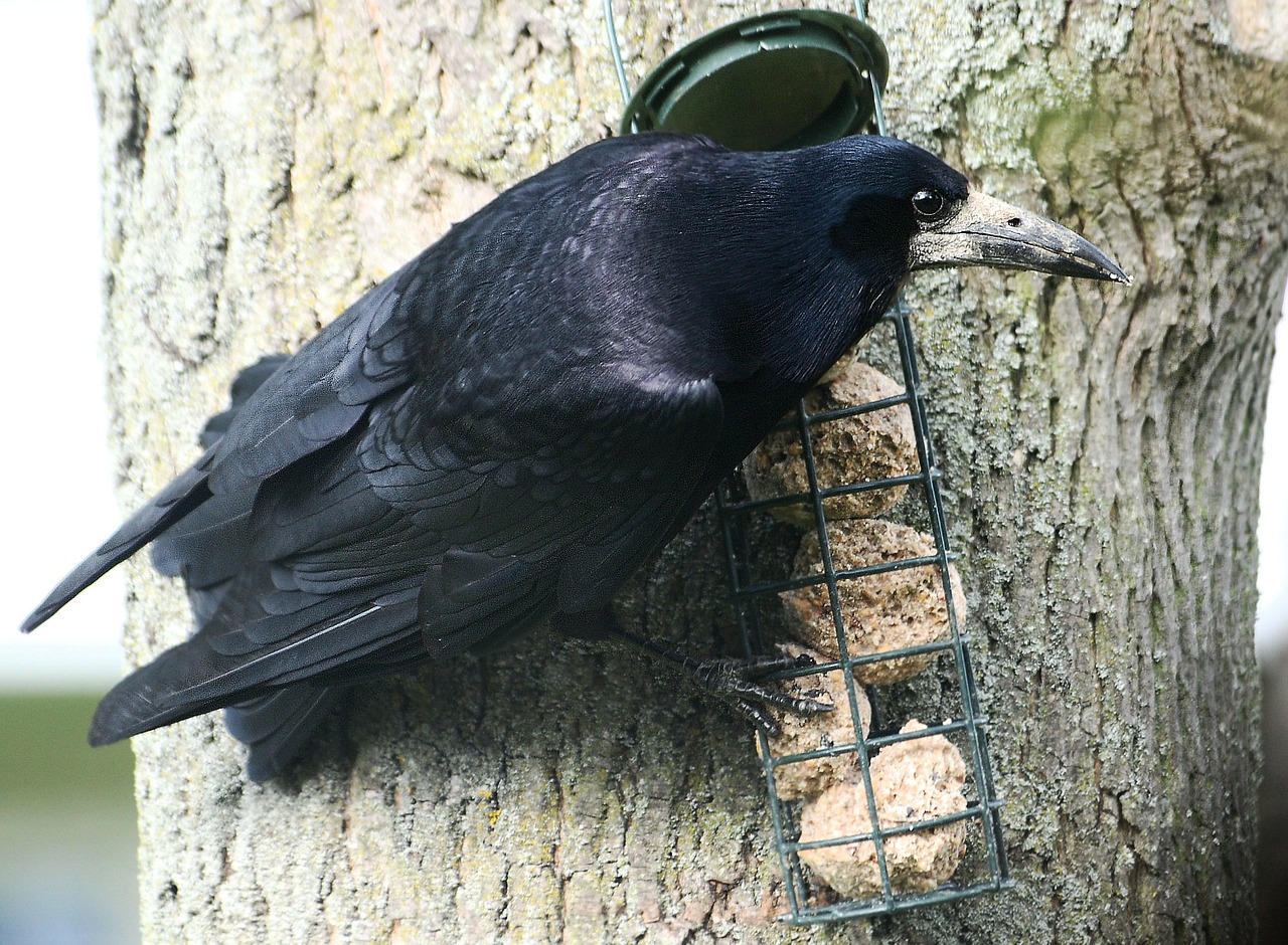 crow rook corbie free photo