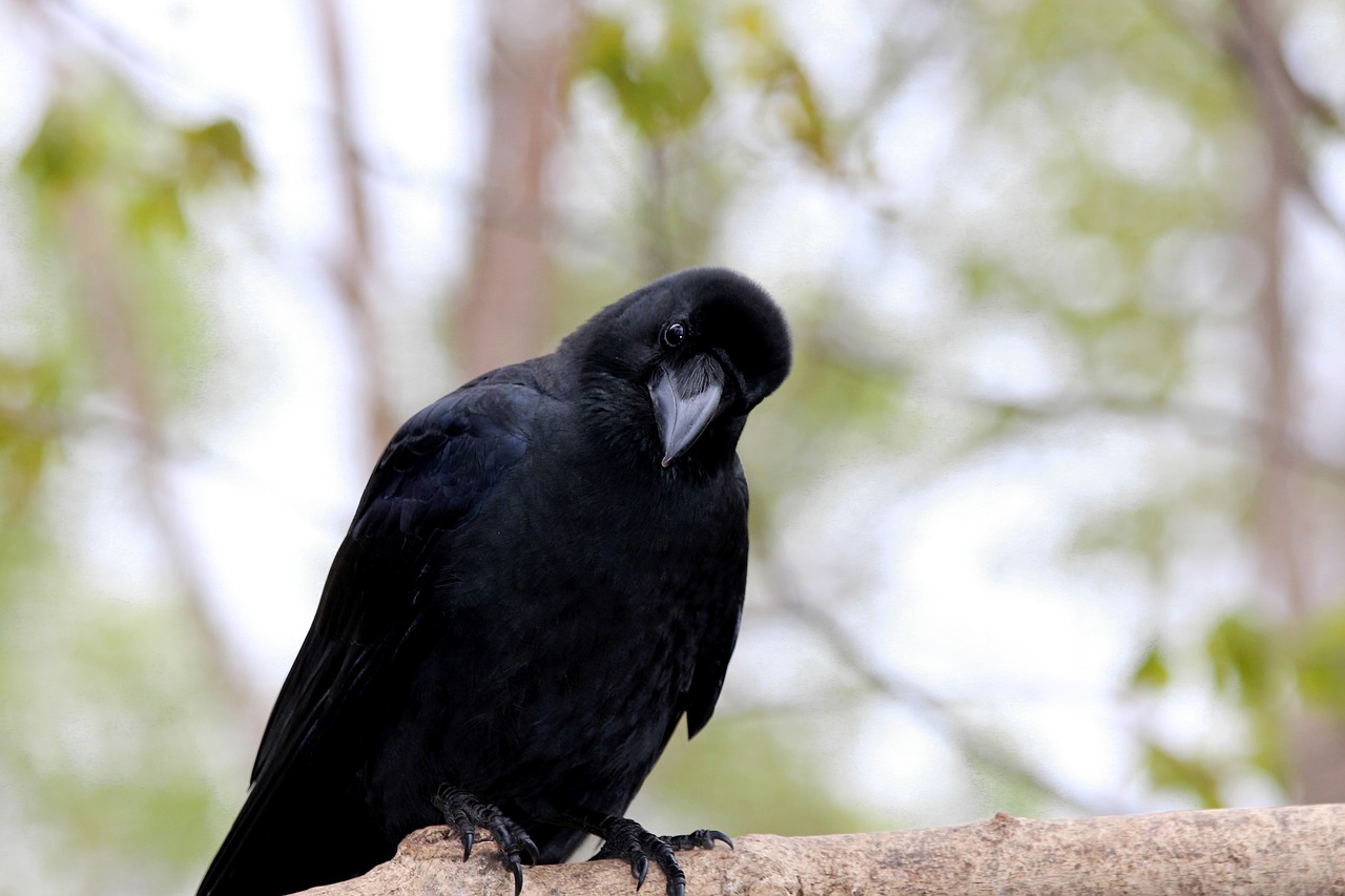 crow  bird  living nature free photo