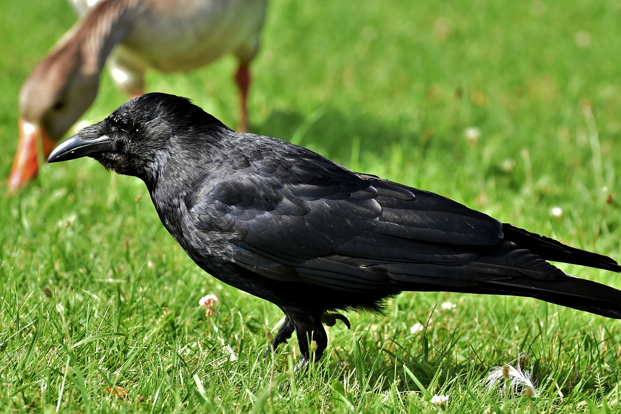 crow  raven bird  raven free photo