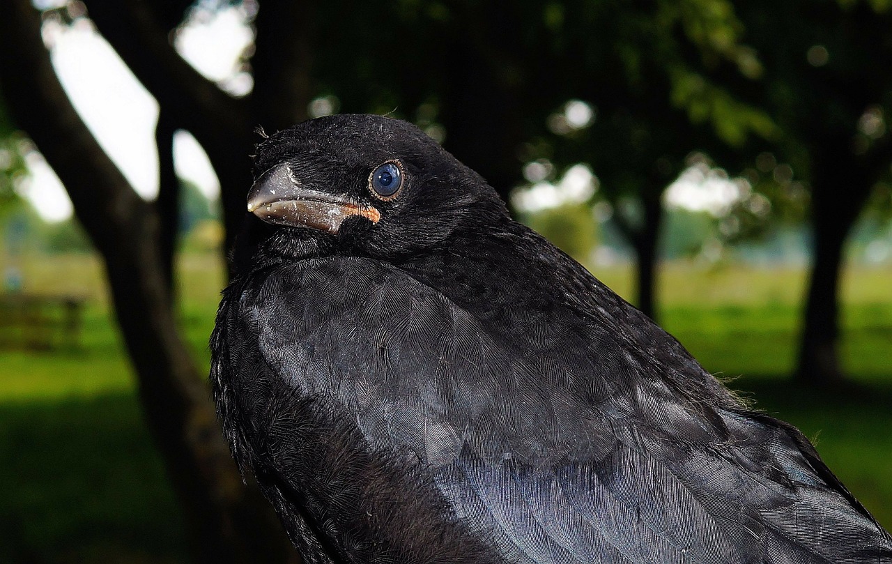 crow raven bird free photo