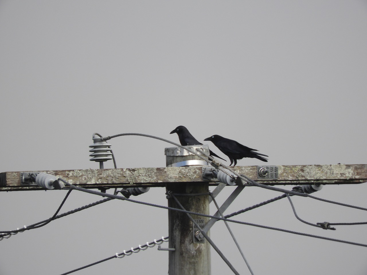 crow  bird  fog free photo