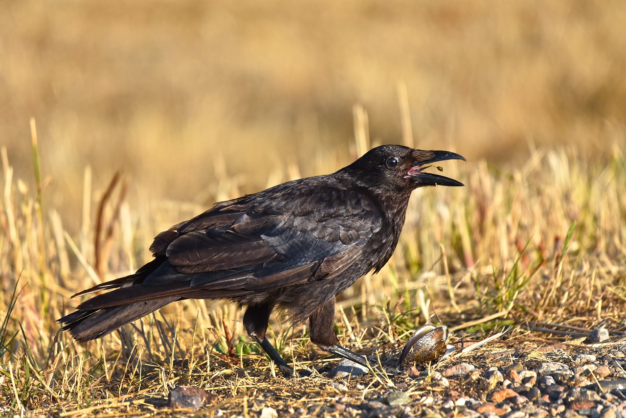 crow  bird  animal free photo