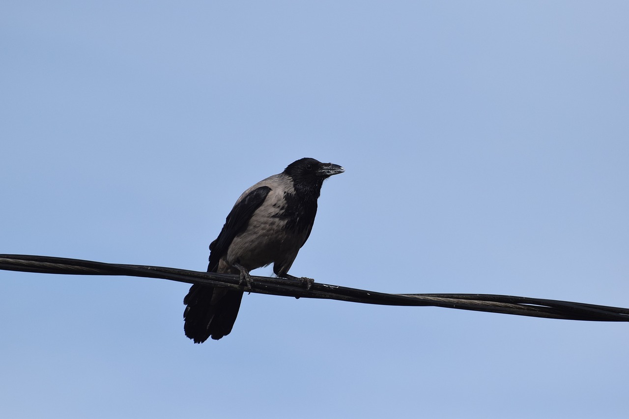 crow  gray  thread free photo