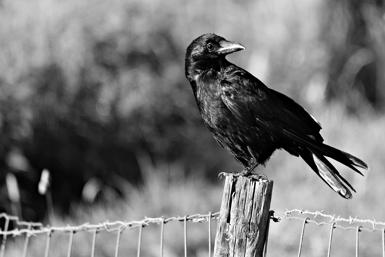 crow  bird  raven free photo