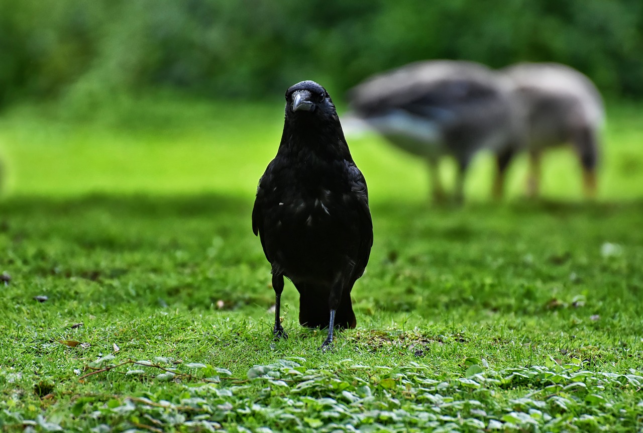 crow  raven bird  raven free photo