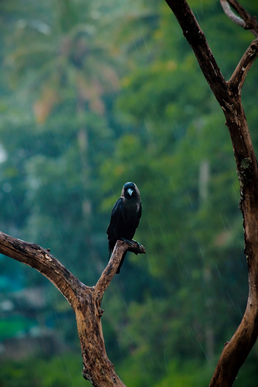 crow  rain  black free photo