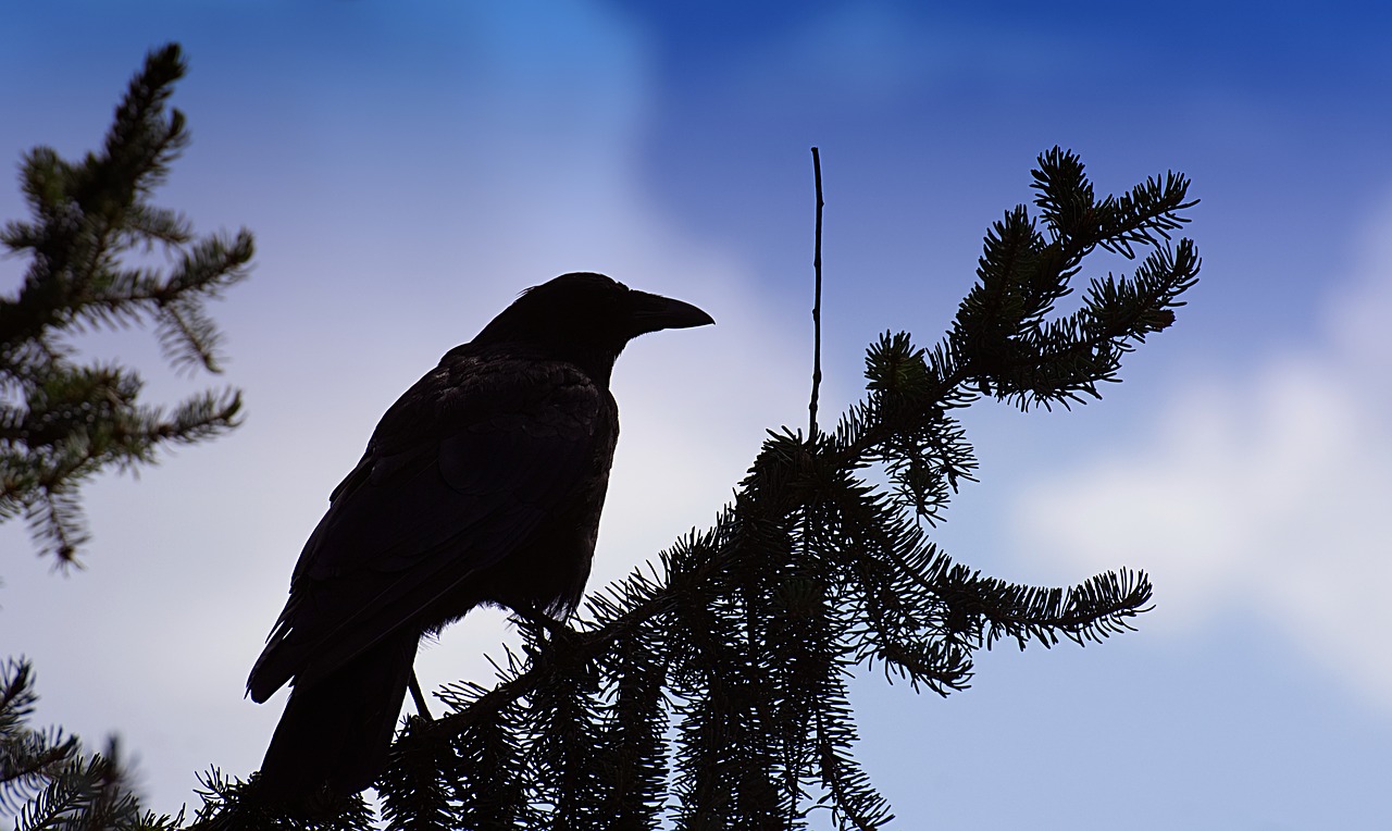 crow  silhouette  raven bird free photo