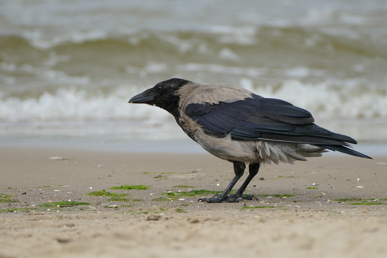 crow  bird  nature free photo