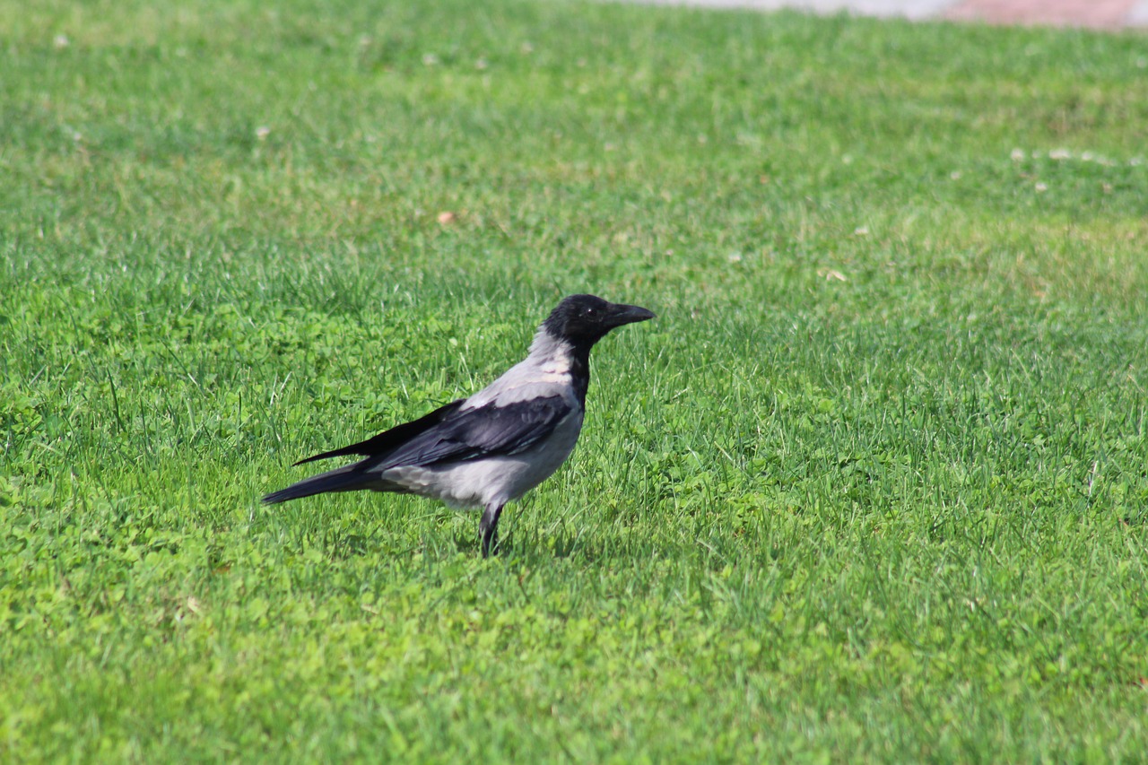 crow  grass  bird free photo