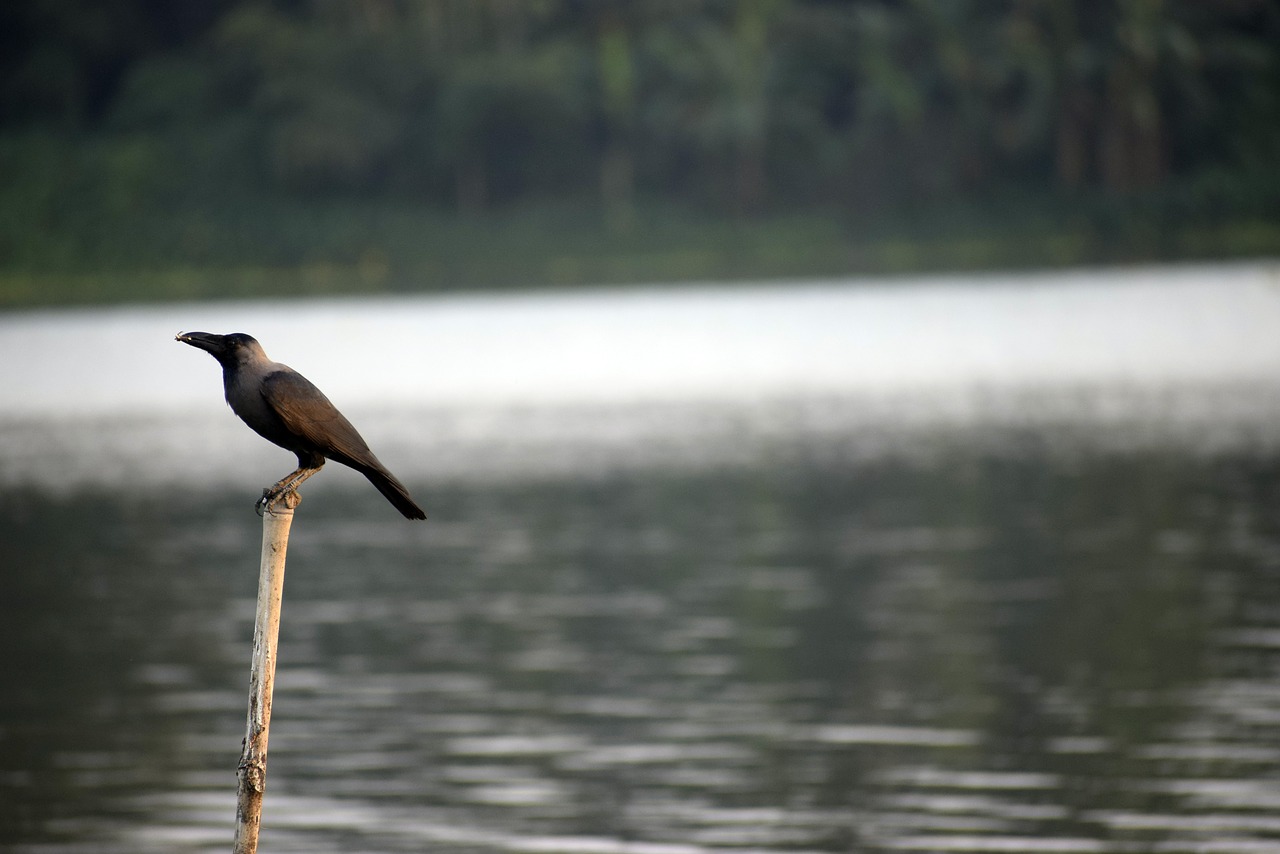 crow  nature  animal free photo