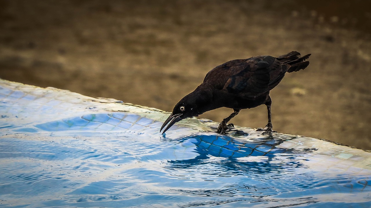 crow  bird  water free photo