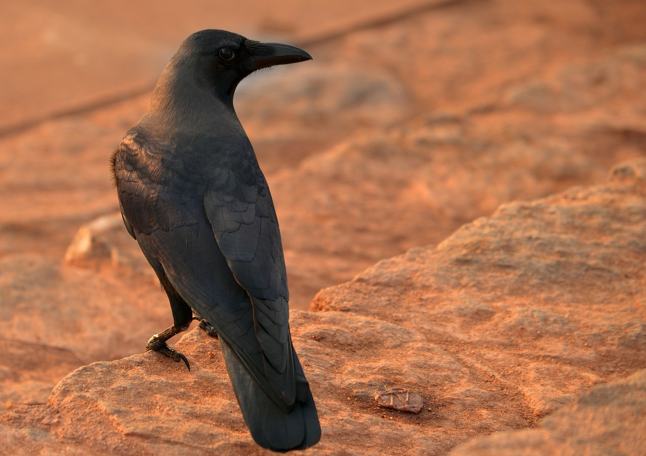 crow raven black free photo