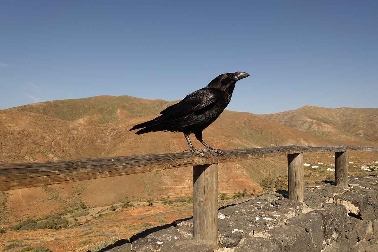 crow  rook  raven free photo