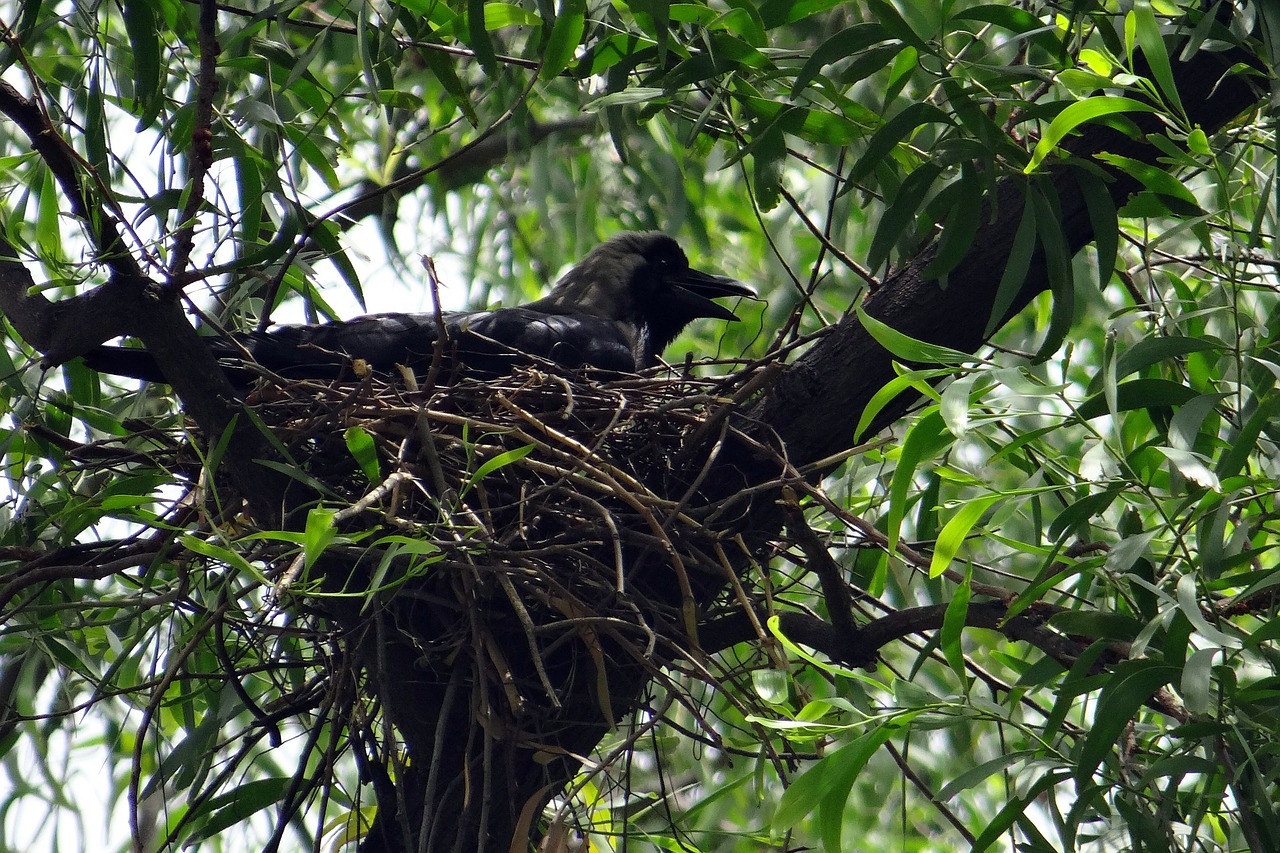 crow bird indian house crow free photo