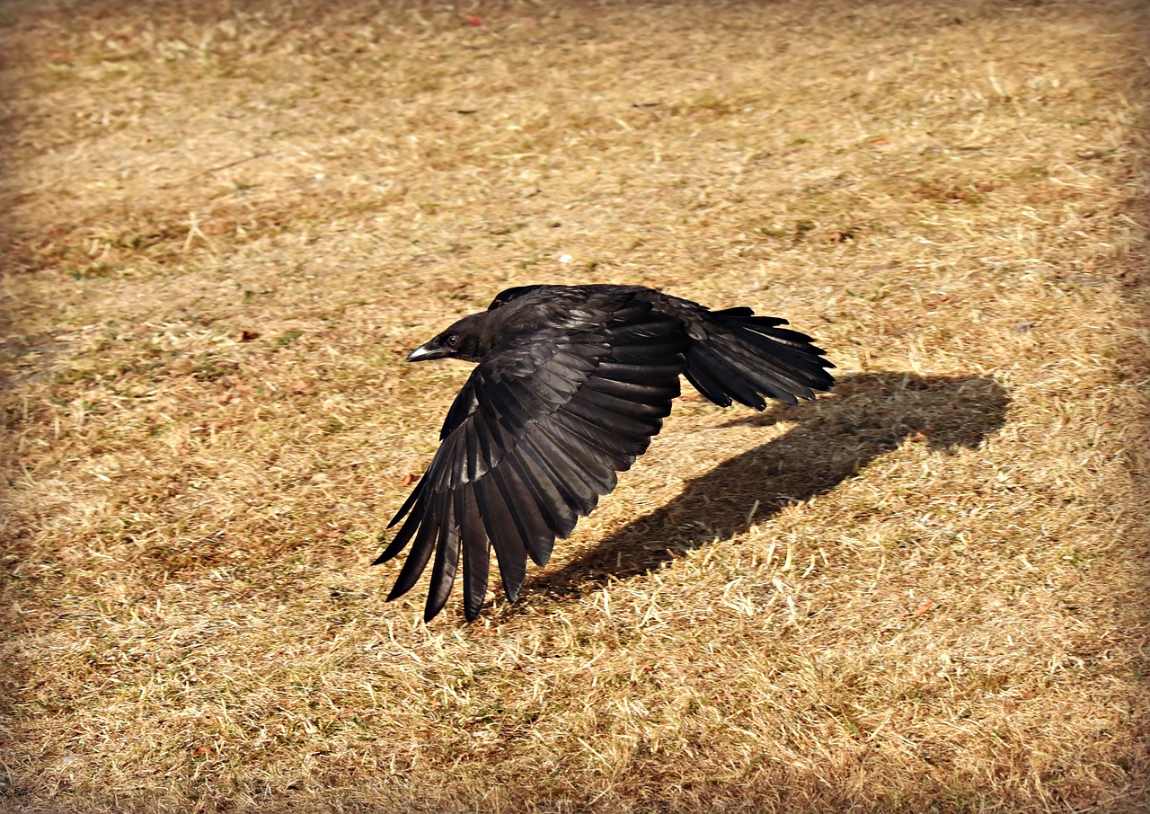 crow  bird  flying free photo