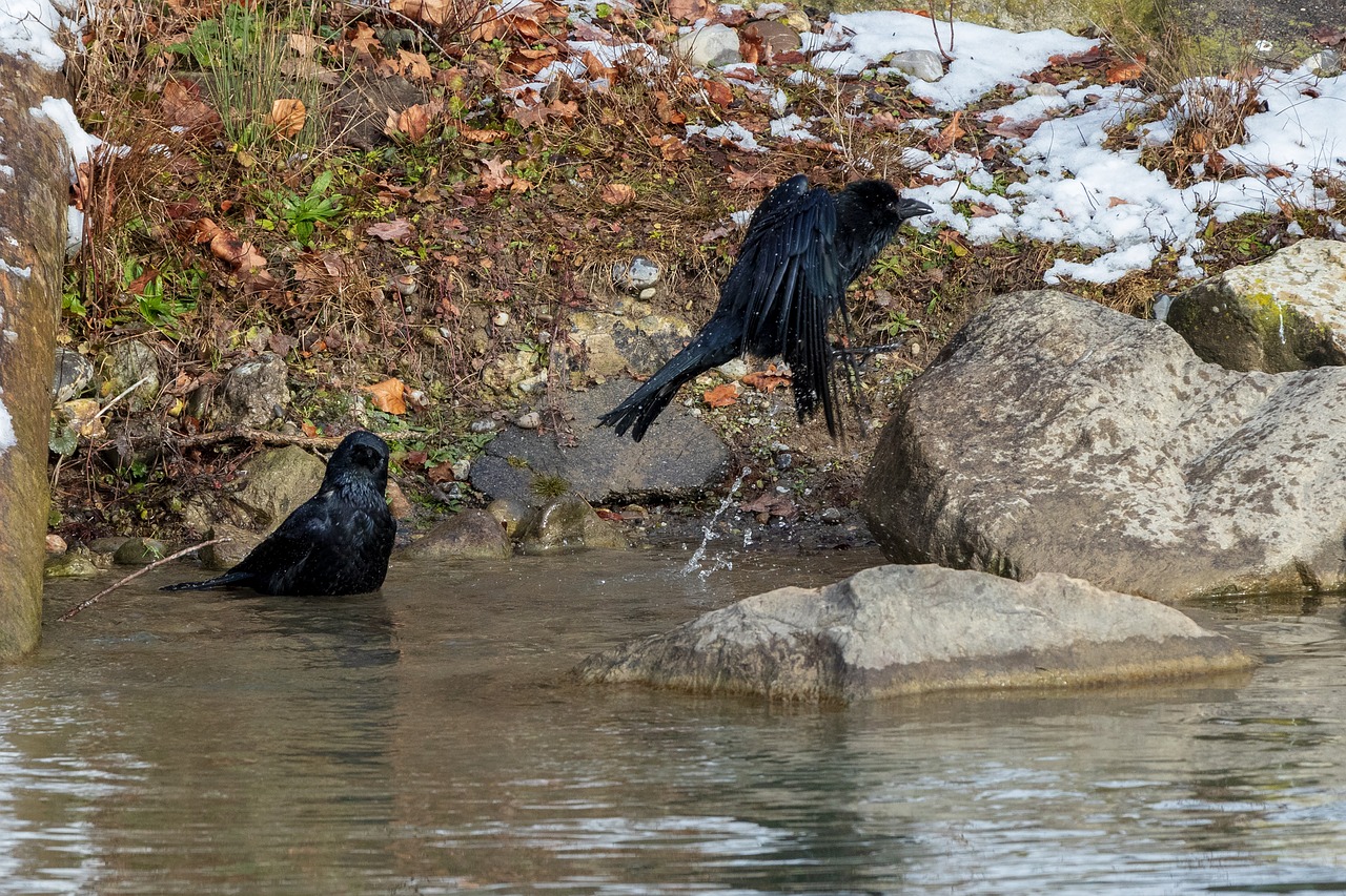 crow  swim  flying free photo
