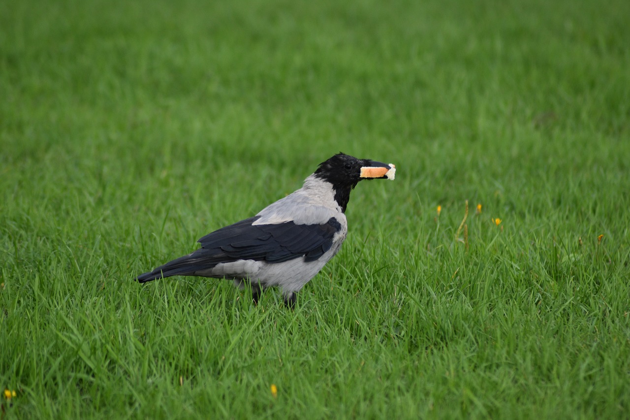 crow  bird  grass free photo