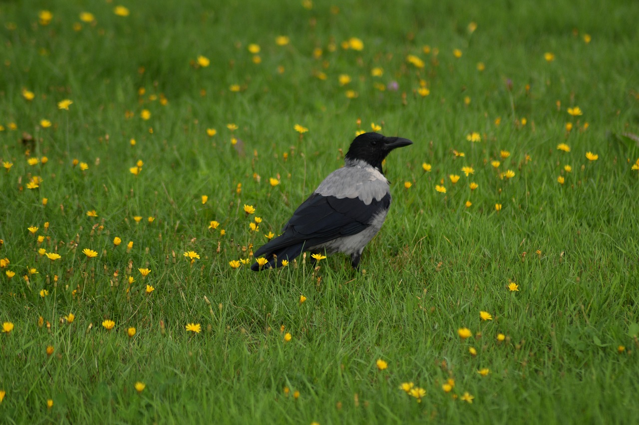 crow  bird  grass free photo