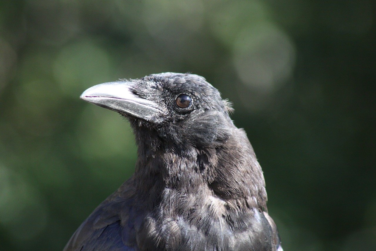 crow  profile  pose free photo
