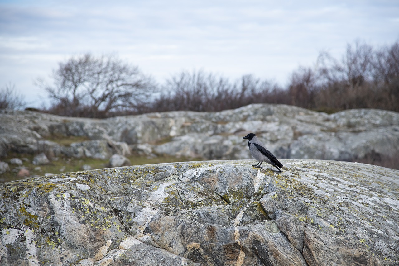 crow  bird  cliffs free photo